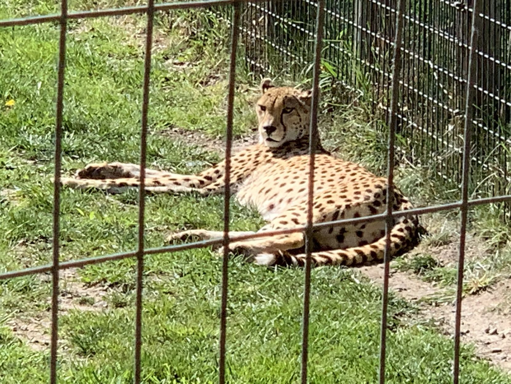 030721-nvr-nws-safariwestanimals1.jpg